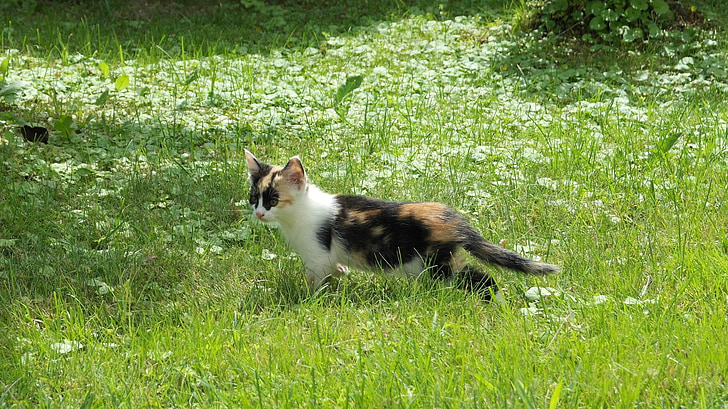 Calico kitten on the green grass field
