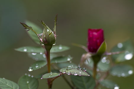 water drops on red and green petaled flowers