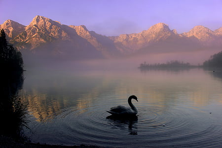 photograph of goose on body of water with fog near mountain
