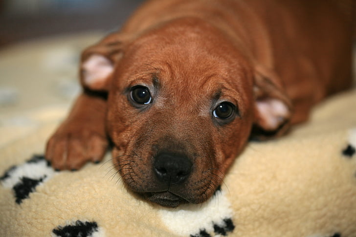 brown puppy lying on beige mat