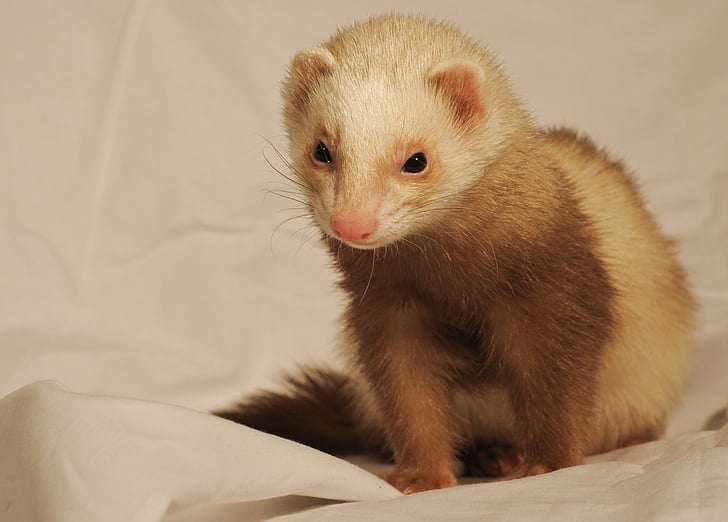 white and brown ferret on white textile