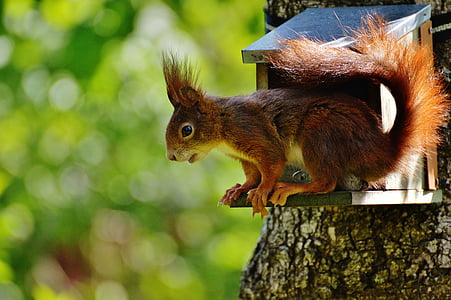 photo of squirrel on top of birdhouse