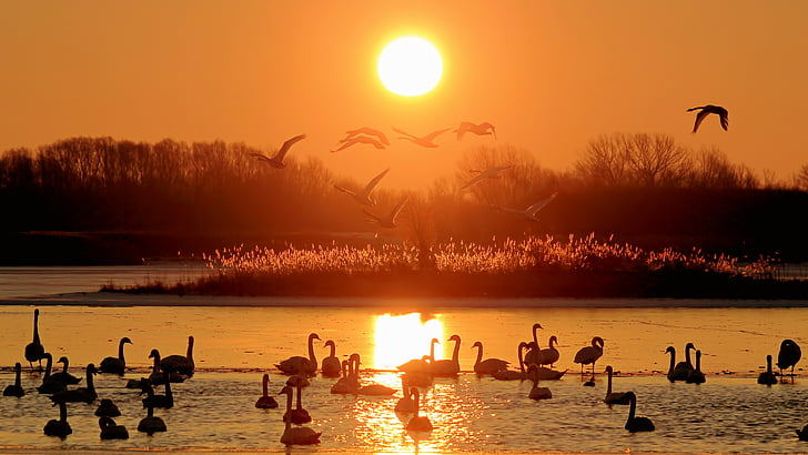 birds on body of water during sunset