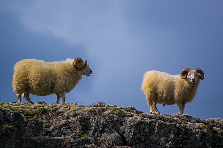 two white mountain goats on gray rock