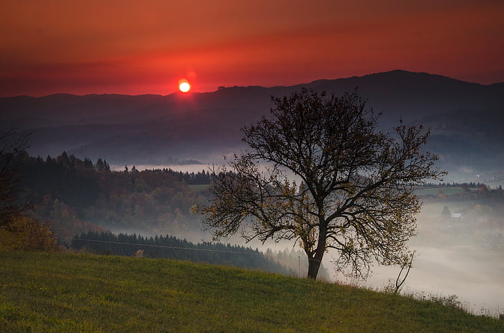 tree near foggy mountain during sunset