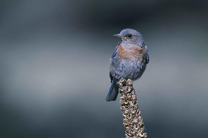 selective focus photography of blue bird perched on brown stem