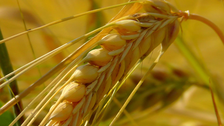 close up shot of grains