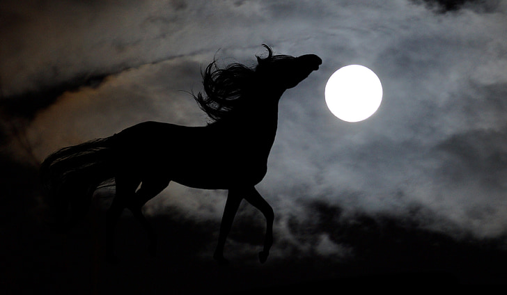 photograph silhouette horse