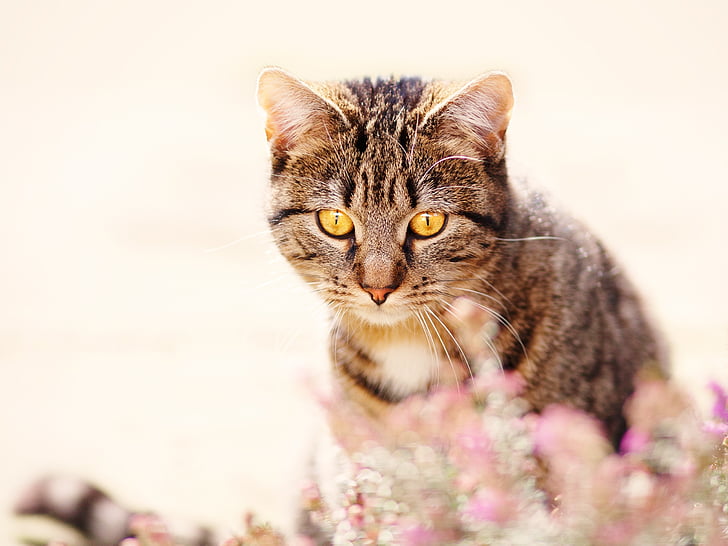 brown tabby cat in closeup photography
