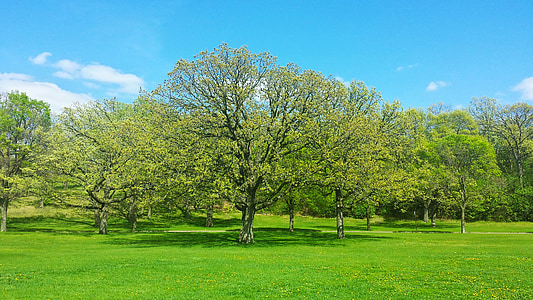 green leafed trees under clear blue sky