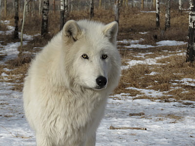 albino wolf in snow field