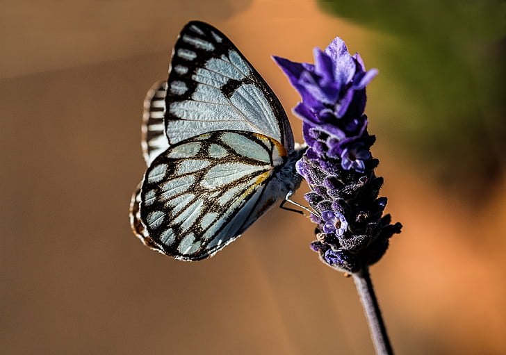 grey and brown butterfly and purple flower