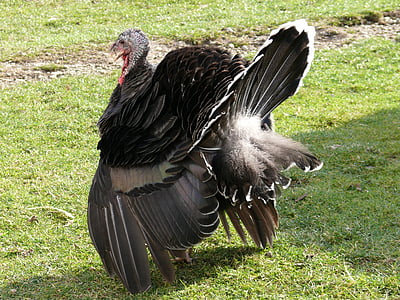 black turkey on green grass