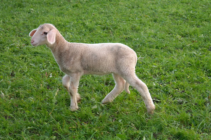 white sheep walking on green grassfield
