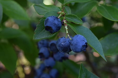photography of blue berries