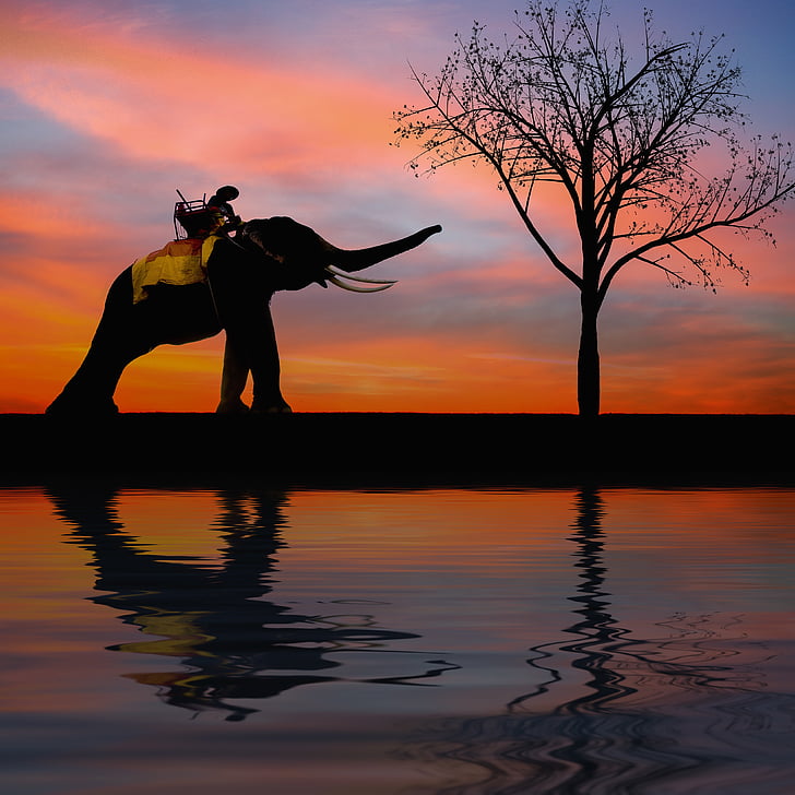 silhouette photography of elephant reaching tree during daytime