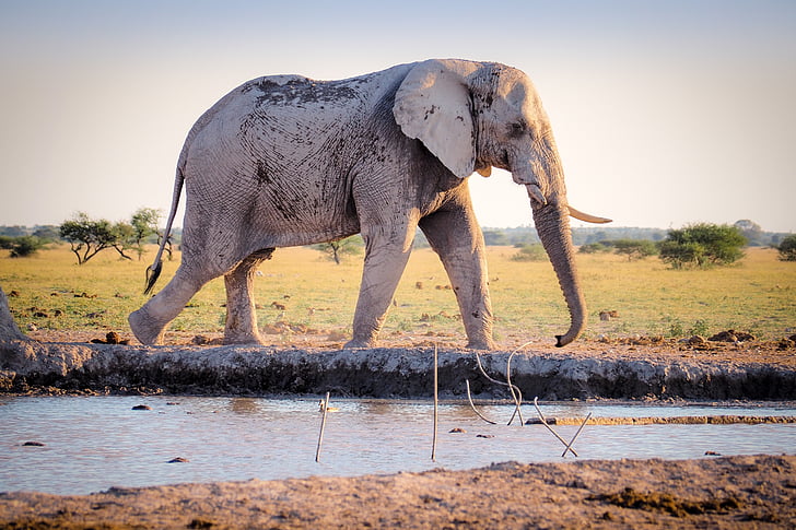 gray elephant in mud during daytime