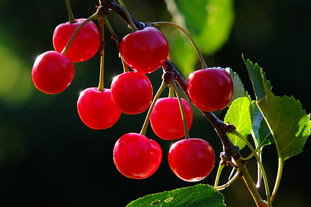 shallow focus photography of red cherries
