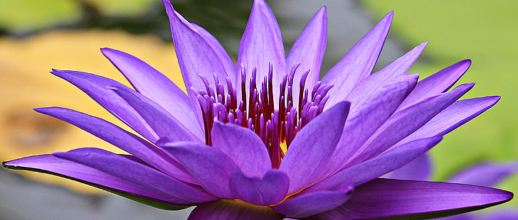 purple waterlily in close up photography