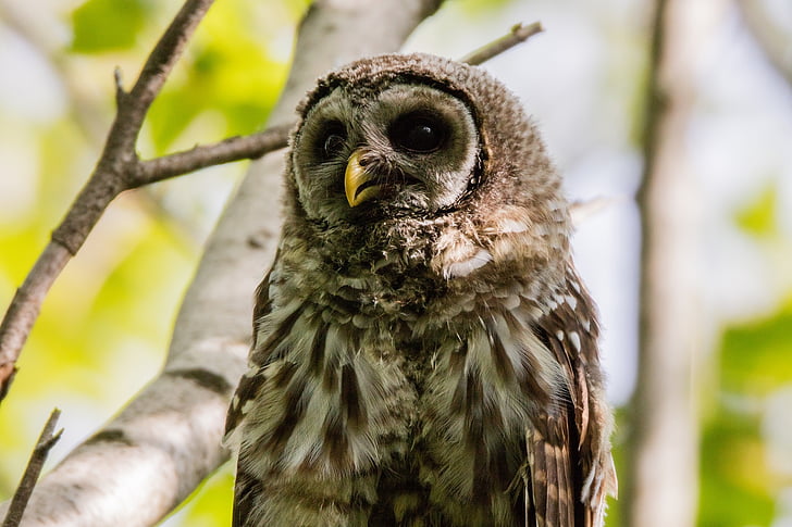 close up photo of brown owl perch on branch