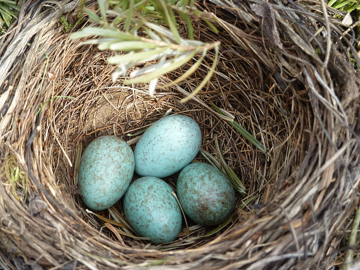 four blue eggs on brown nest