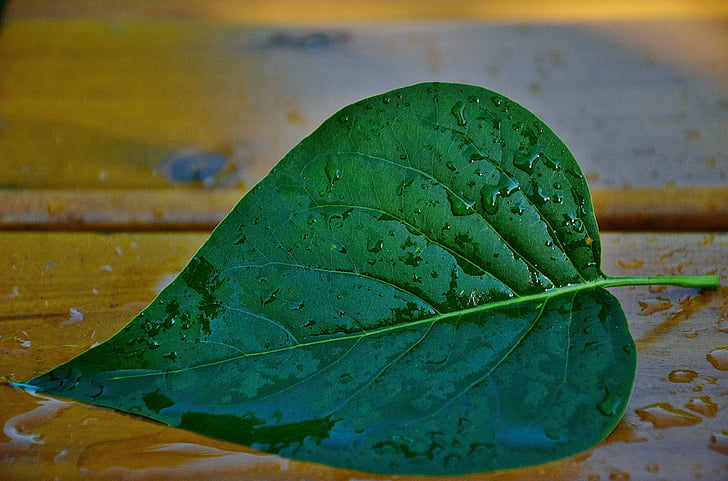 green cordate leaf placed on beige wooden board