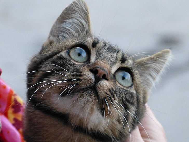closeup photography of grey and brown tabby cat looking up