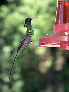 green and black hummingbird during daytime
