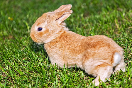 brown rabbit on green grassfield
