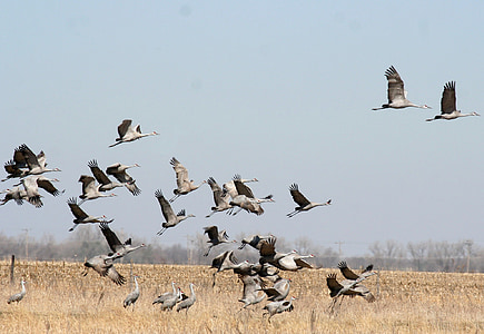 flock of geese flying above grass field