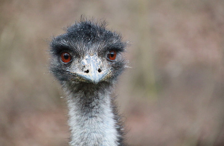 close up photo of ostrich