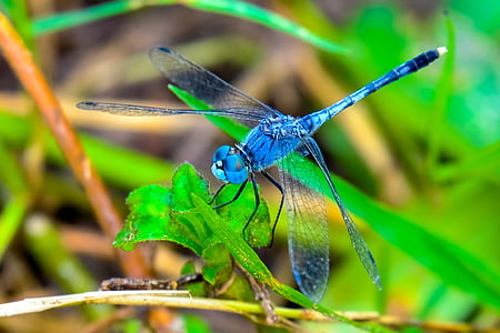close up photo of blue dragonfly on leaf