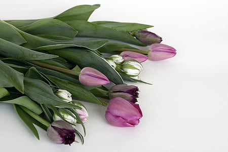 purple and white tulips
