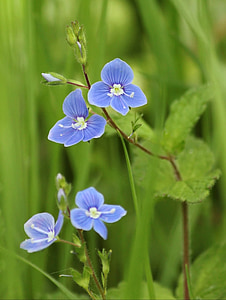 blue 4-petaled flowers