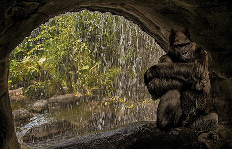 gorilla inside cave while raining outside