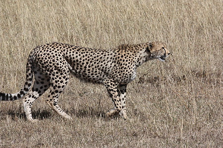 cheetah on dried field