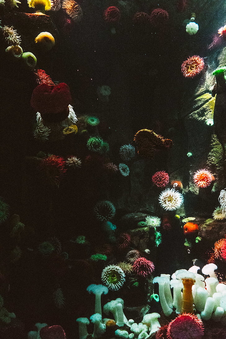 assorted-color corals