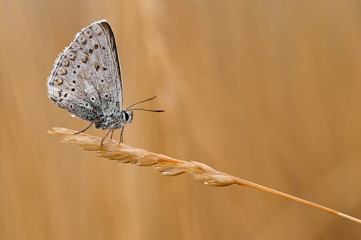 gray butterfly perching on brown plant in close-up photography