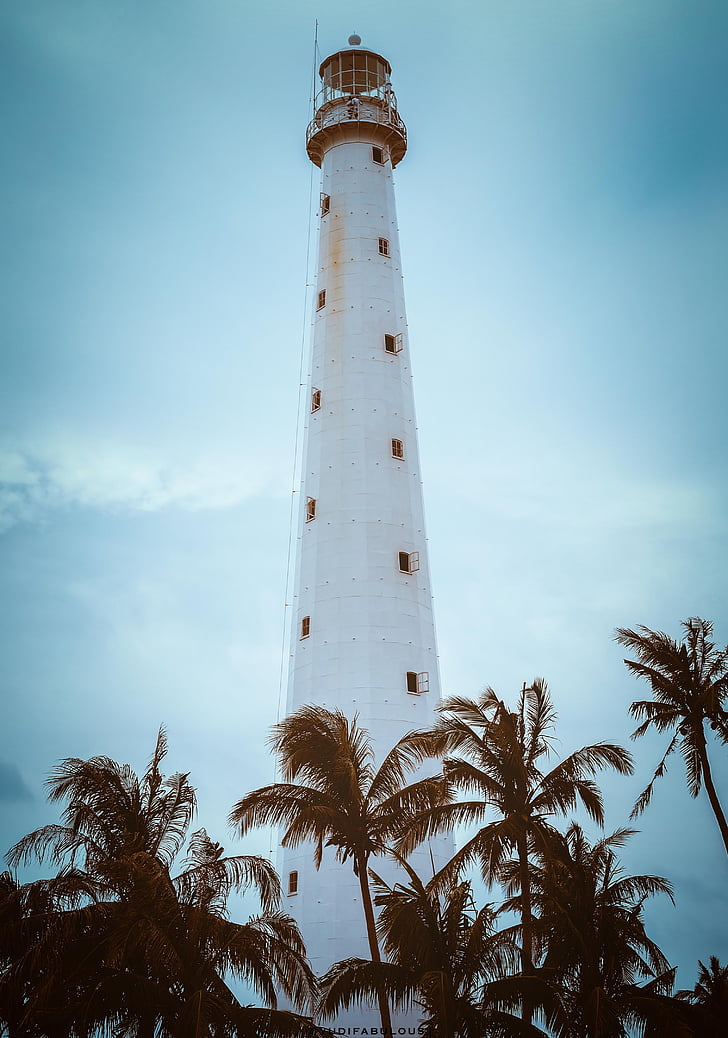 white lighthouse and coconut tree line photo during daytime