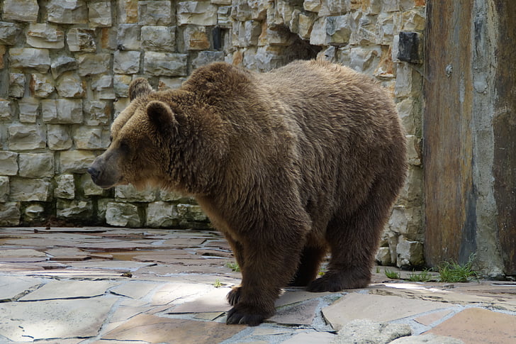 brown grizzly bear near wall
