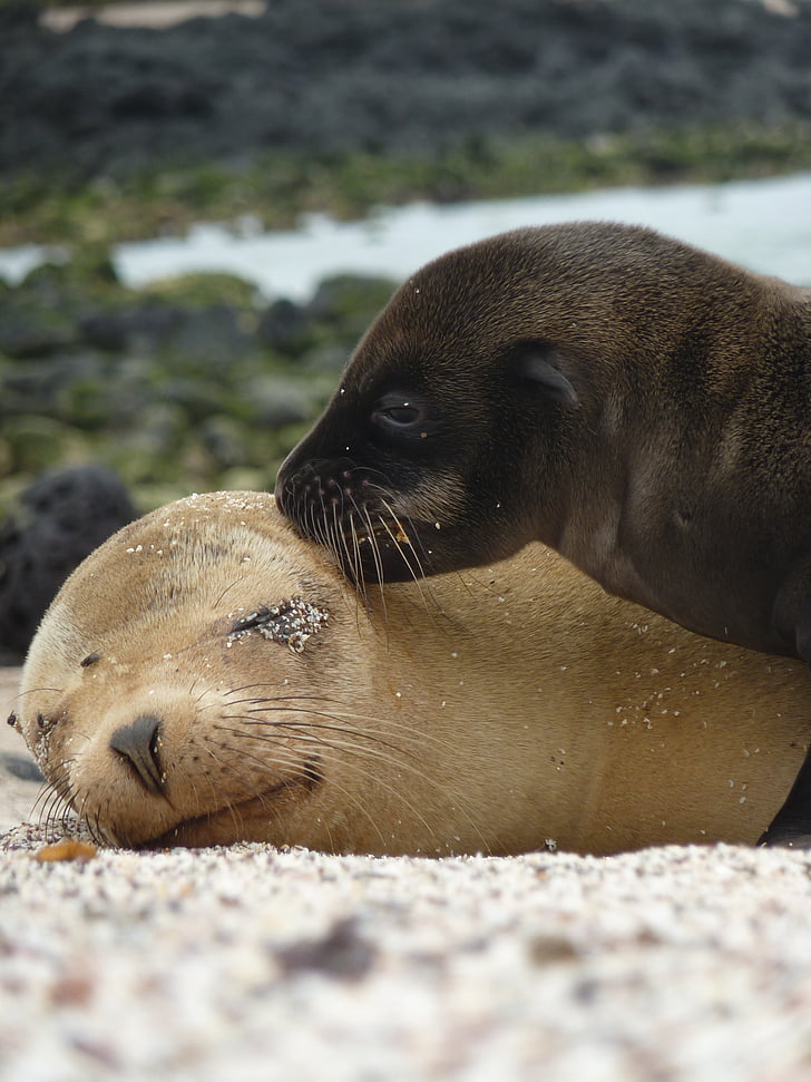 two dark-brown and light-brown seals