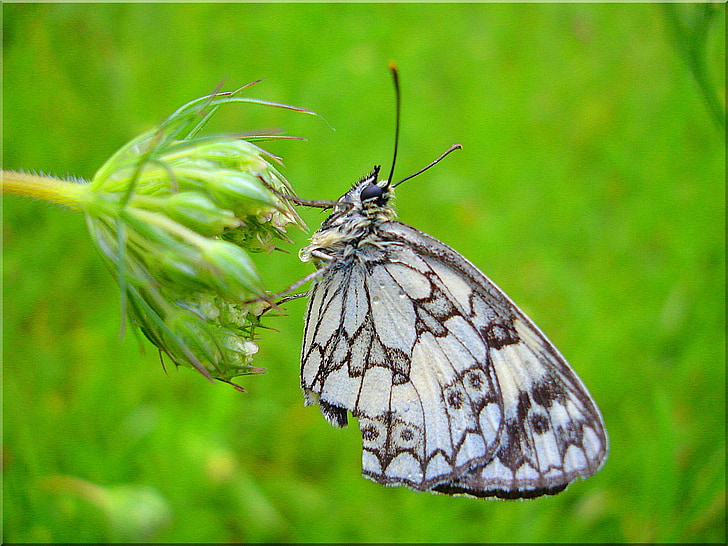 gray and black butterfly on green flower