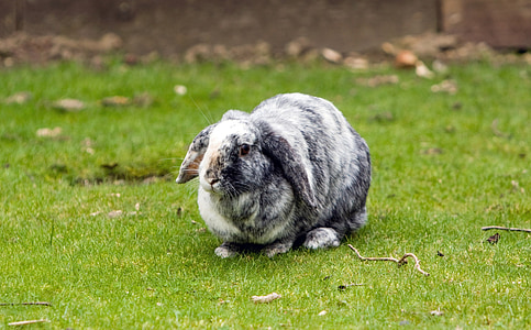 gray and white rabbit outdoors
