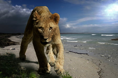 brown lioness beside body of water