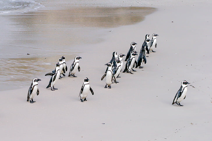 flock of penguins on seashore