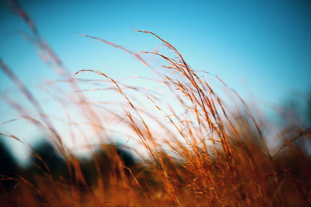 focus photo of dried grass