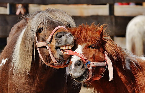two red and brown horses