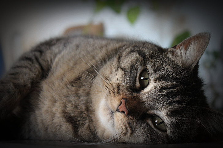photography of gray and black tabby cat
