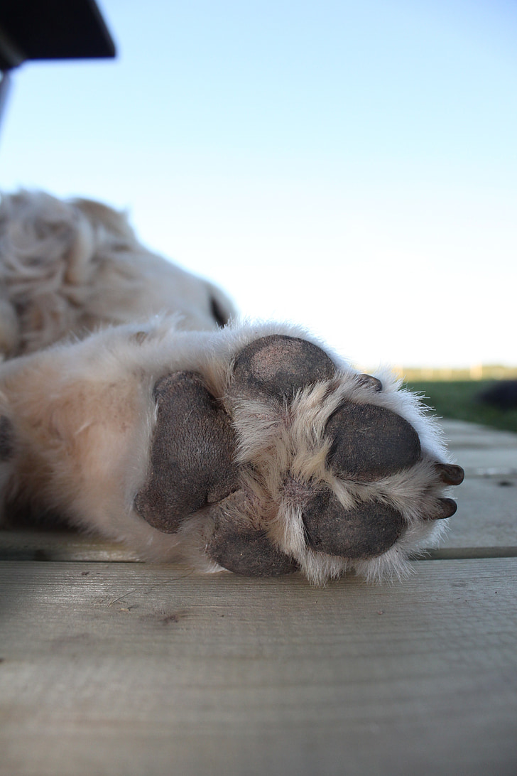 shallow focus photography of dog paw