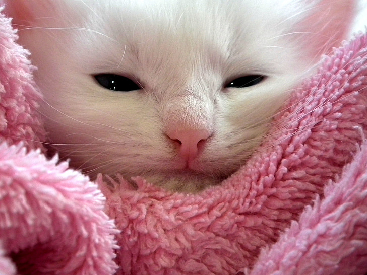 white kitten on pink textile